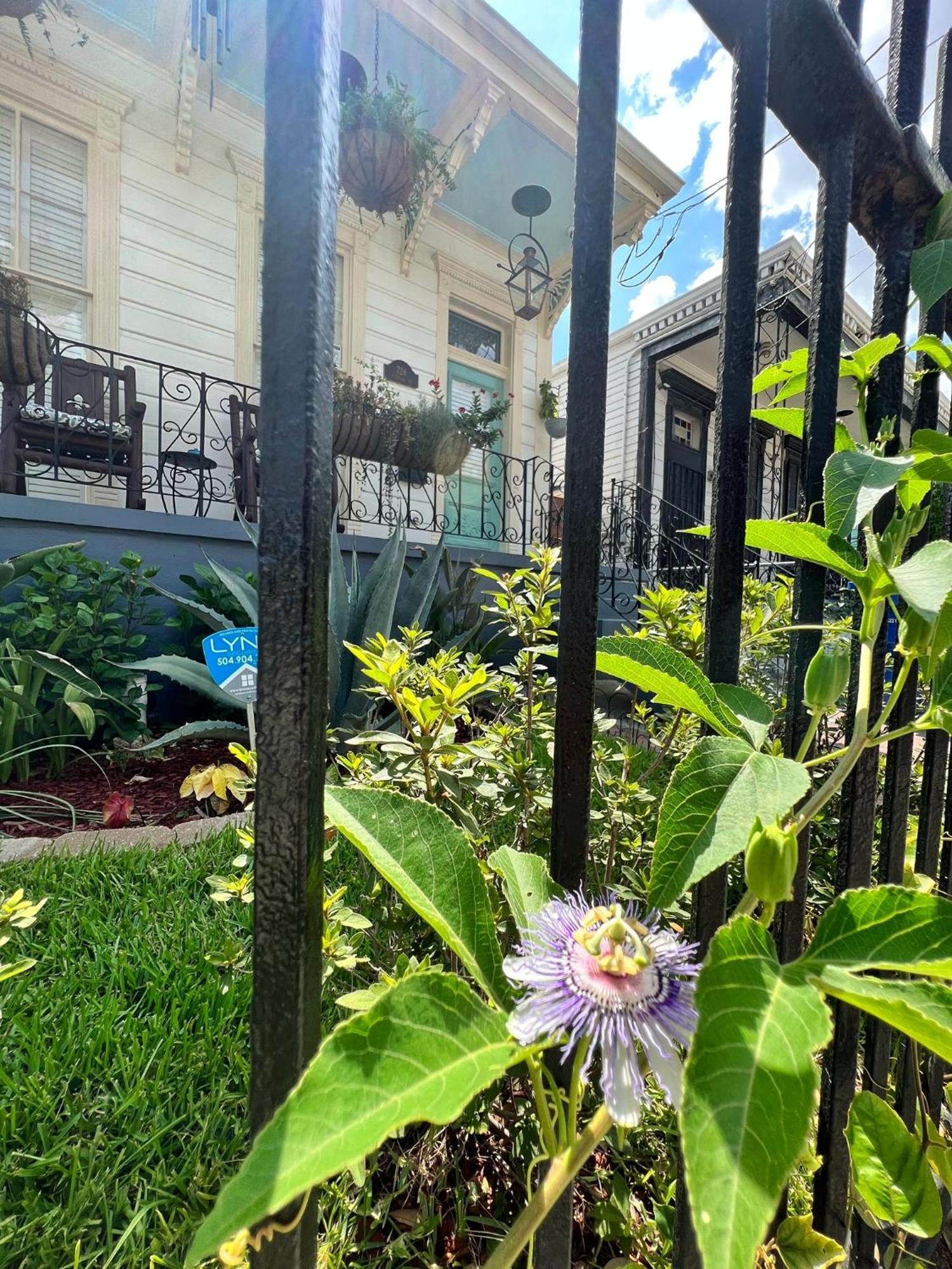 Luxury Historic Shotgun Home In Lower Garden District New Orleans Exteriér fotografie